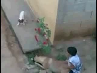 FUNNY Arab Boy and Dog