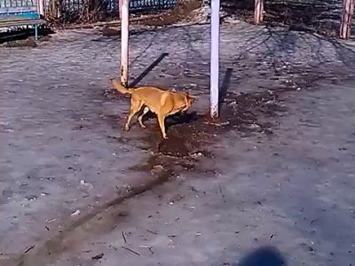 Моя собака думает, что она свинья :)))