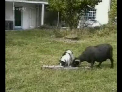 Баран vs Собака