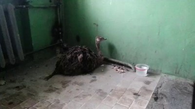 Страусенок