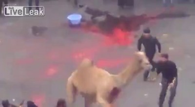 Месть верблюда