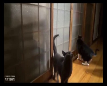 вини пришел