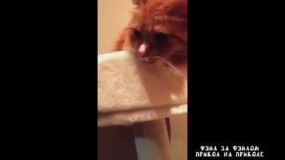 Реакция кота на скотч