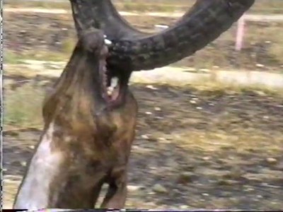 собака- за-колесо-зубами-цепляка