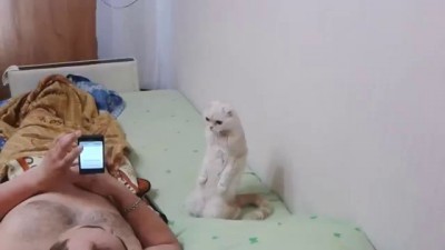КОШКА НА КОЛЕНЯХ СЛУШАЕТ ГИМН РОССИИ