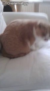 реакция кота на скотч