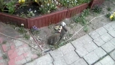 Йожег пришел в гости