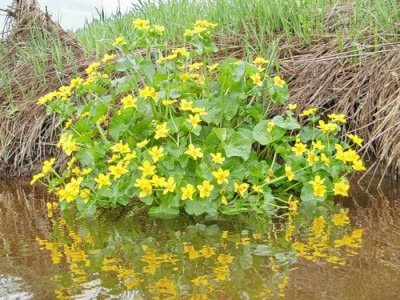 littoral flowers00010