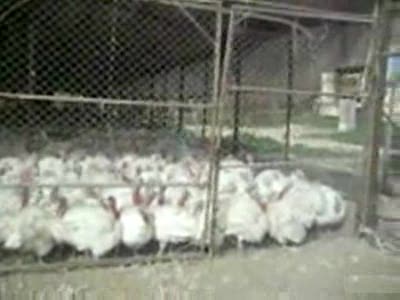 Индюки-террористы