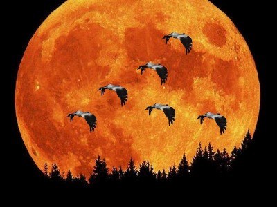 Я тебе не верю