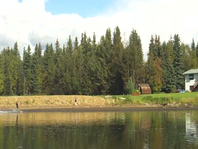 Собачья упряжка вместо катера