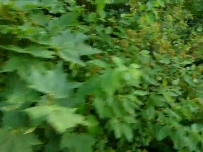 Софія Кримовська "Я тобi малювала лiто"