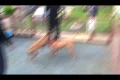 Бой Питбулей.