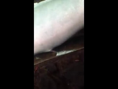 Теперь вы видели всё