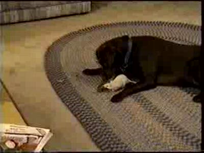 маленький воришка