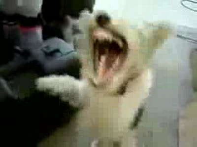 Собака прется под speedrock (прикол)