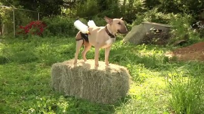 Бультерьер - кормилица .