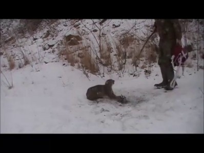 Мужики спасли рысь