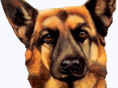 Собачий афоризм