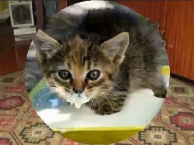 Пушистые красавцы