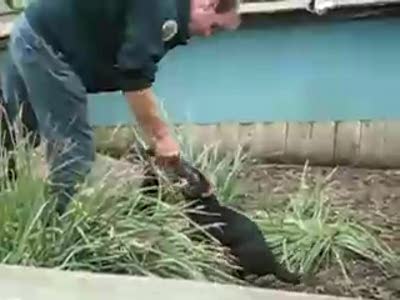 Австралия Боноронг, парк животных