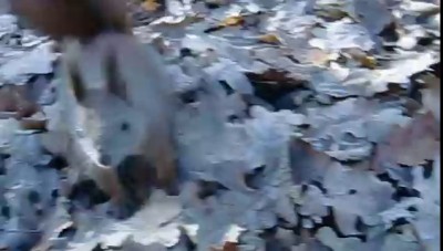 "Нагльошка" Білка