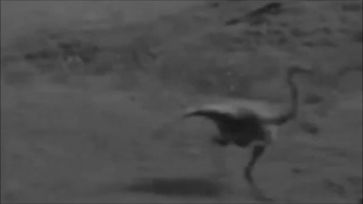 Настоящий Динозавр запись 1957 года