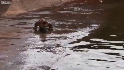 Троллинг крокодилов .