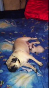 Котенок нашел маму