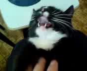 Ты говоришь, я демон? Так оно и есть!))