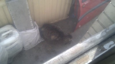 кашак поймал птица