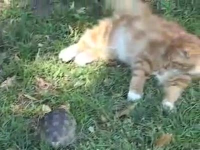 turtle vs cat