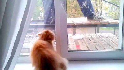 Коту страшно при виде рабочего