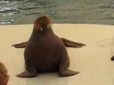 Морж тацует под Джексона