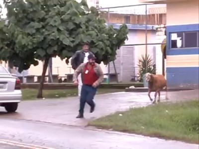 Сумасшедший козел-террорист из Бразилии