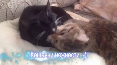 Кошачьи нежности