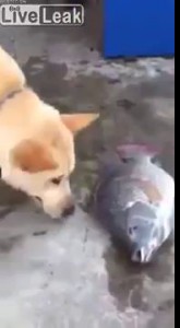 Dog with a Heart of Gold