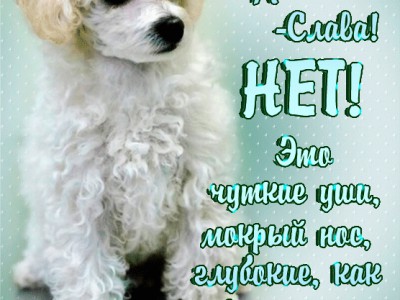 Это моя СОБАКА! (муз, нажми на картинку)