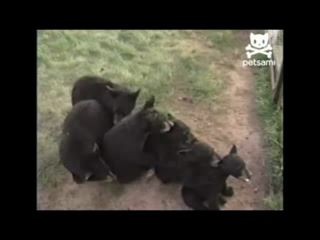 Мишки танцуют ламбаду