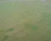 Дню парашютистов посвящается