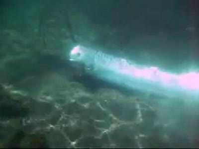 oarfish