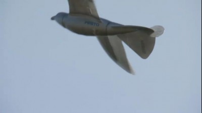 птица из будущего