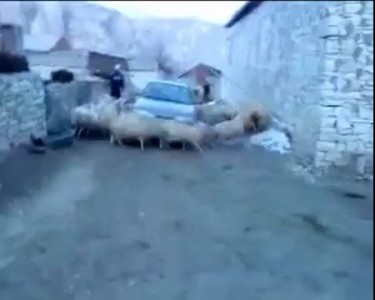 Овечий циклон