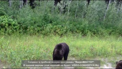 Мишки на трассе в Югре