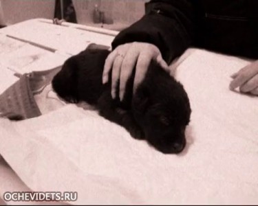 Девушка спасла 7 жизней