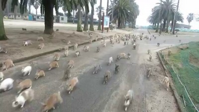 Rabbit Stampede!