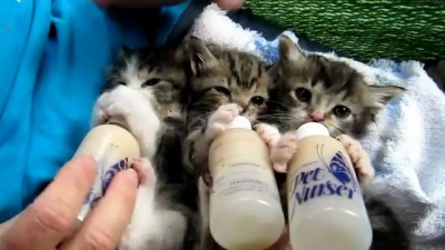 Baby Kittens All Settled for the Long Awaited Bottles