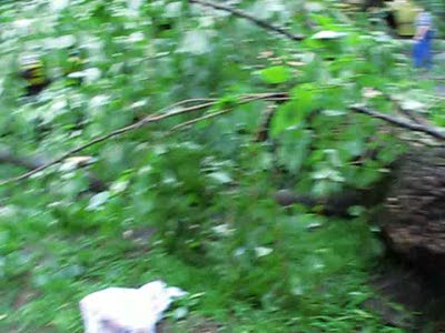 Упавшее деревце на машинку!