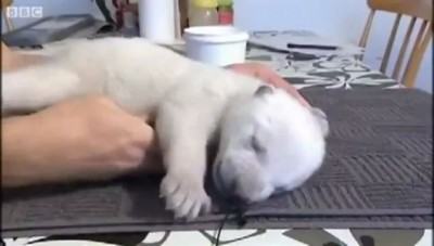 Белый медвежонок