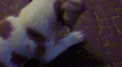 Эстонская гончая